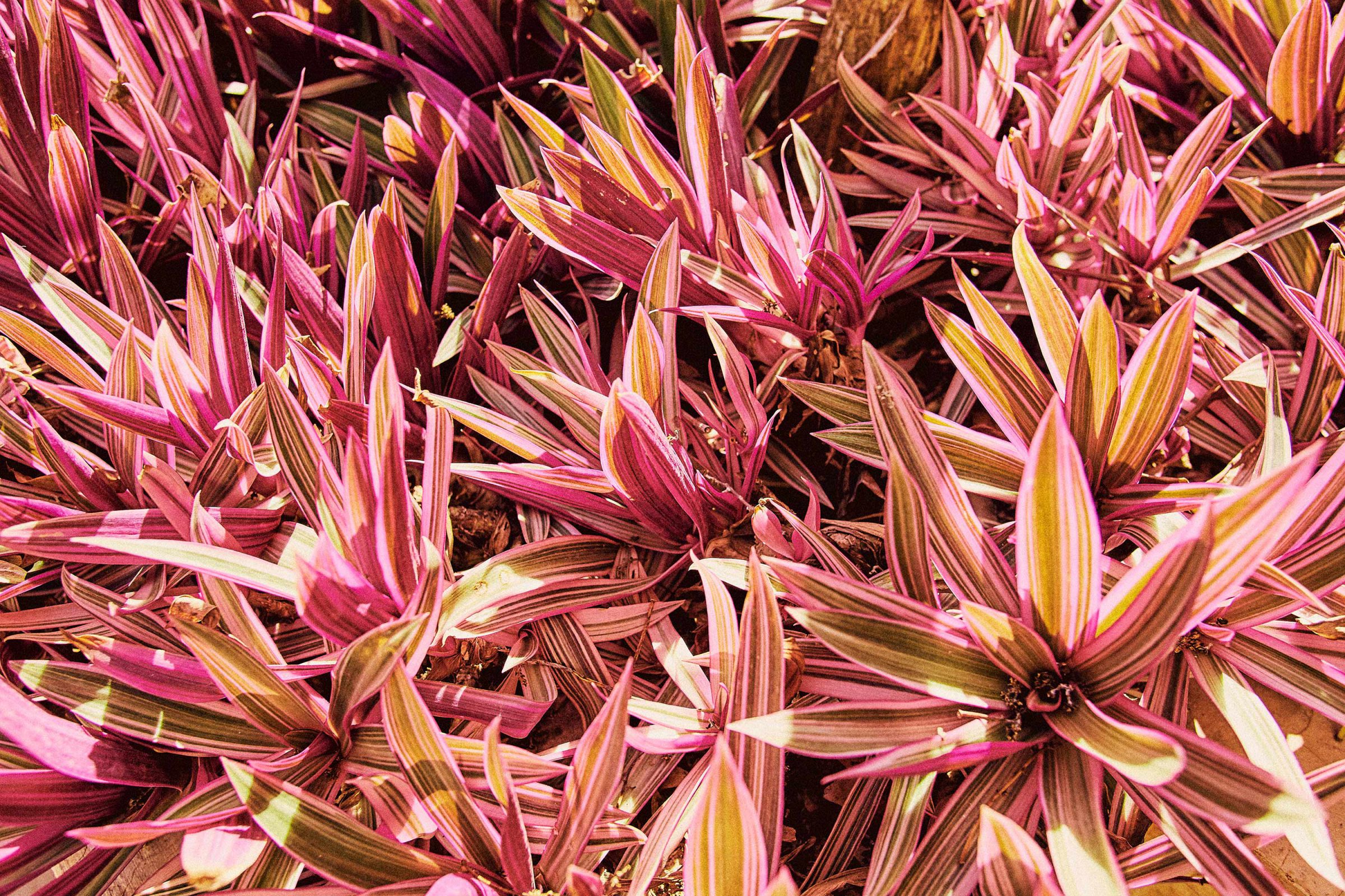 Dense cluster of pink and green striped leaves, seen from above